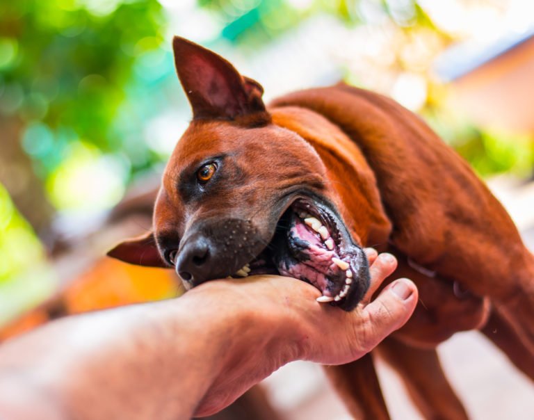 Bradenton Dog Bite Lawyers | The Law Place