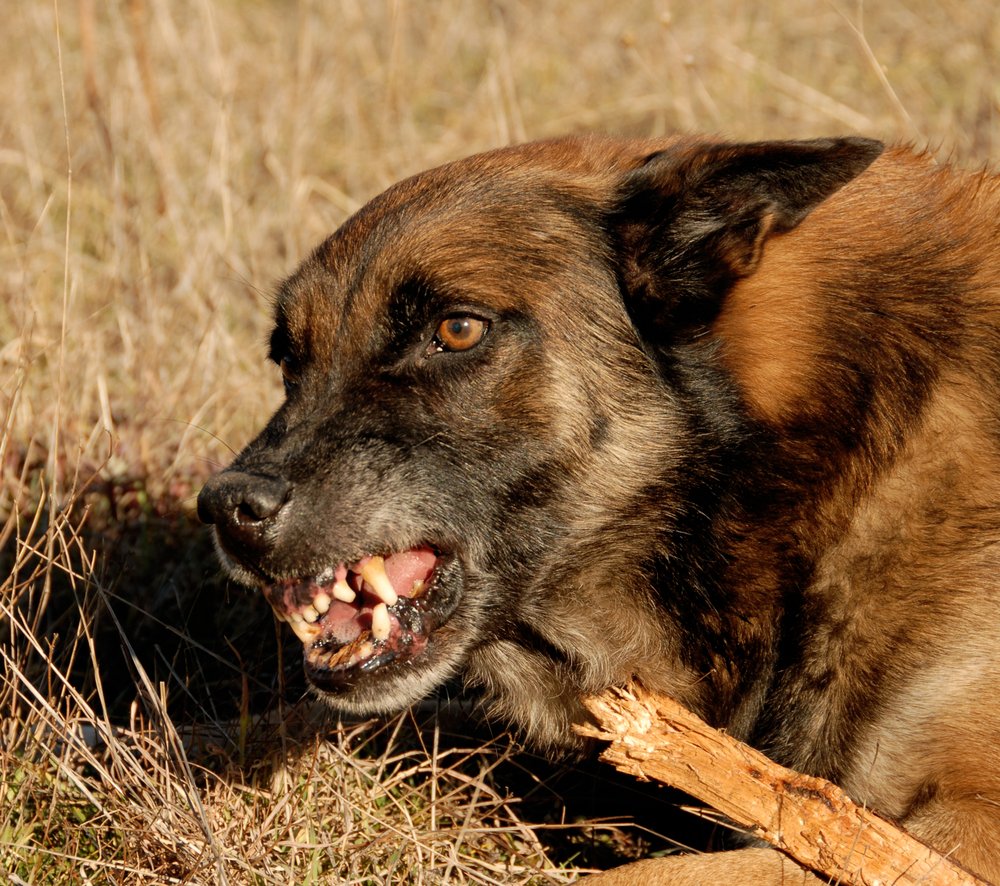 animal attack attorney fort myers - baritonesaxfingerchart