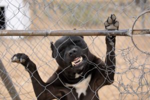 aggressive dog damages a protective barrier