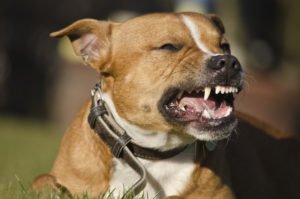 aggressive dog showing its teeth