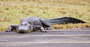 alligator wandering into urban environments