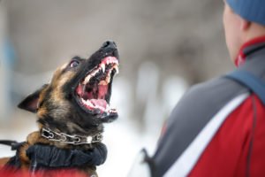 How Much Does a Dog Bite Lawsuit Cost in Florida?