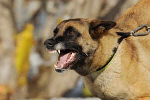 angry dog pulls against leash