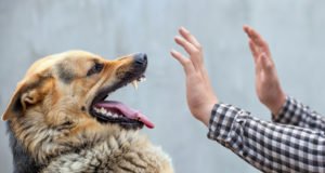 man tries to fend off aggressive dog