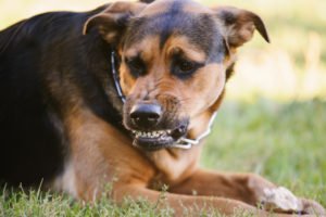 What Is the Statute of Limitations for Dog Bite Injury Claims in Florida?